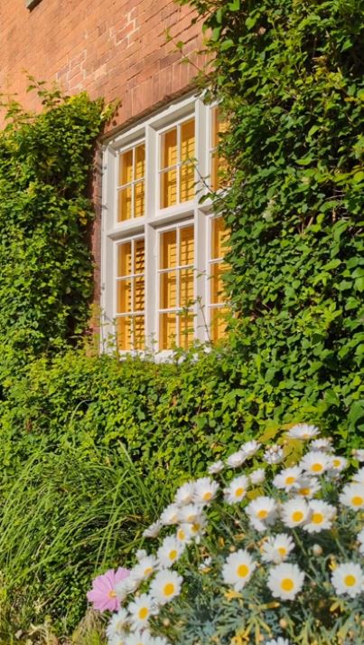 Exterior of a country house covered in foliage with michealmas daisies and a window dressed with internal yellow shutters.